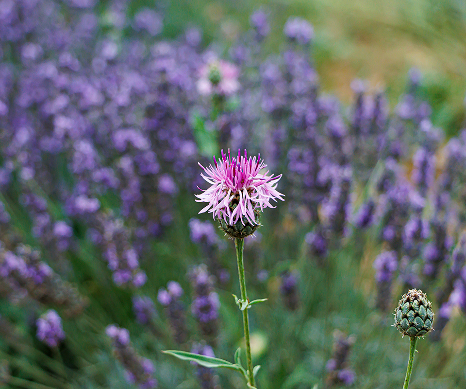 Syngenta houdt onderzoeksresultaten pesticide glyfosaat achter