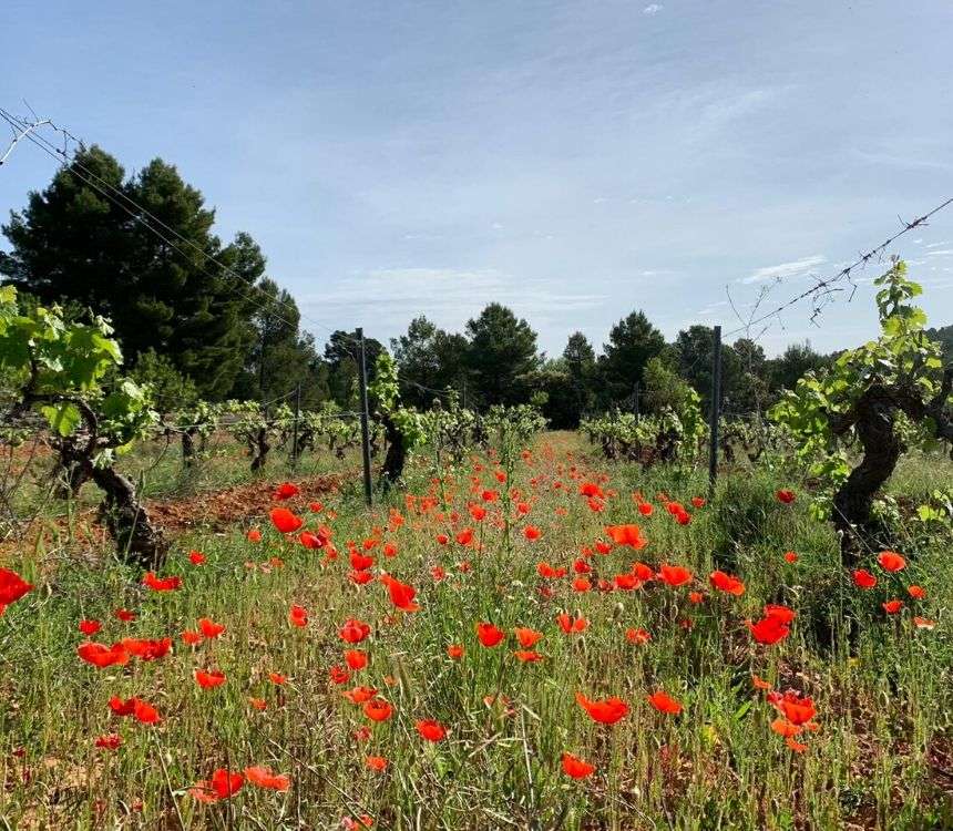 Geen wijnstokken, maar ... bloemen planten!