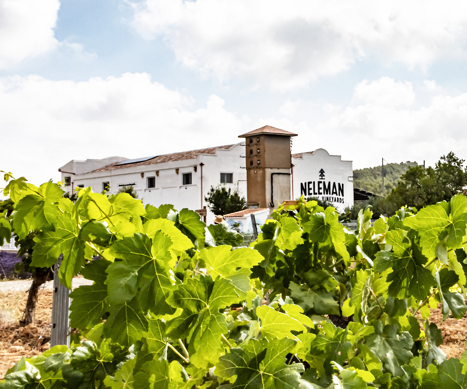 Bodegas Neleman, de moeite van een bezoekje waard