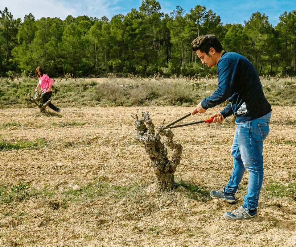 Dit gebeurt er in onze wijngaard in de winter