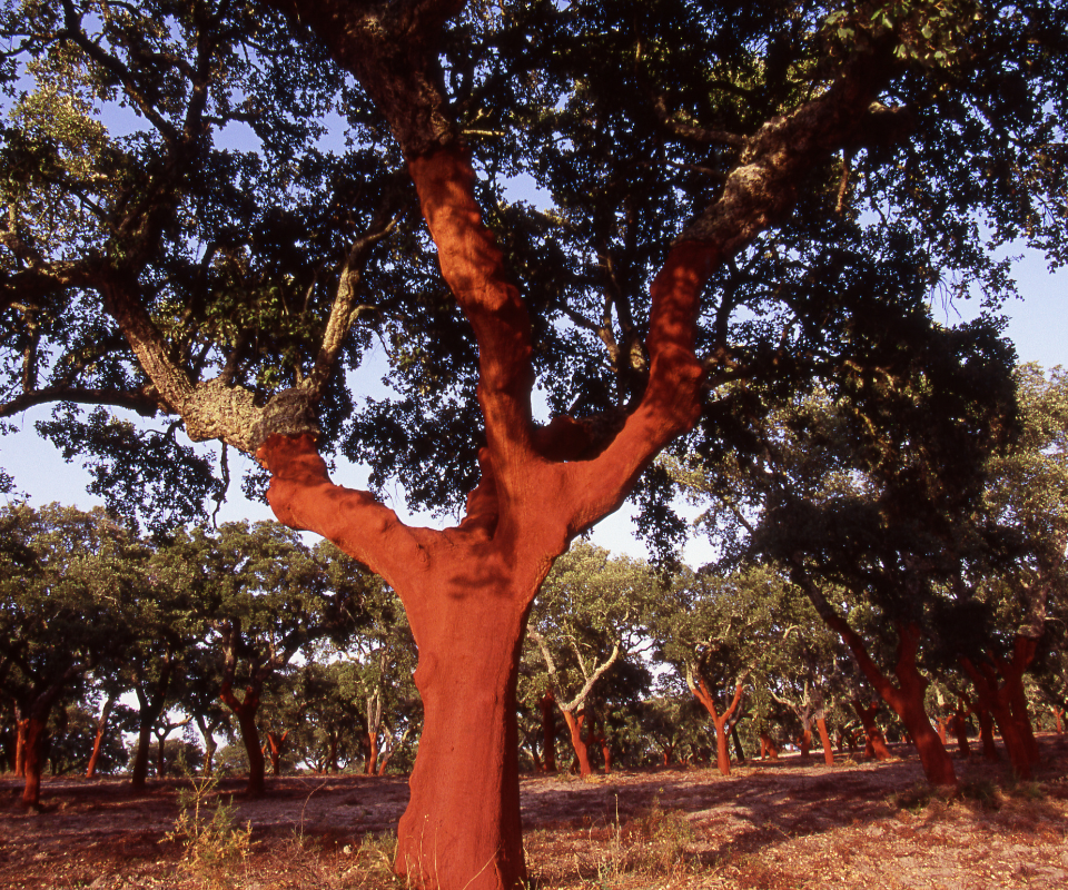 6 Jaar Kurk Recyclen, dit kun jij ook!