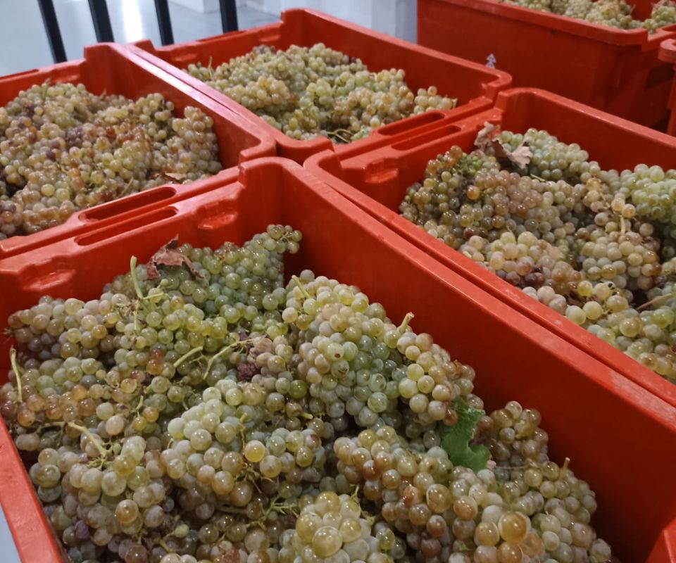 Over de verdejo druif