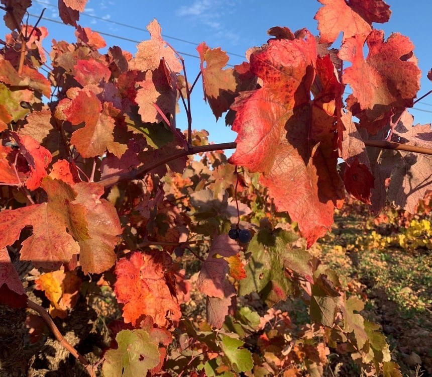 Wijnboer aan het woord: Najaar