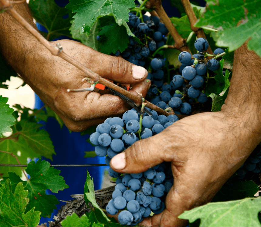 Wijnboer aan het woord: Plankenkoorts