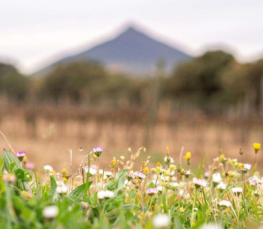 Zit er gif in jouw wijn?