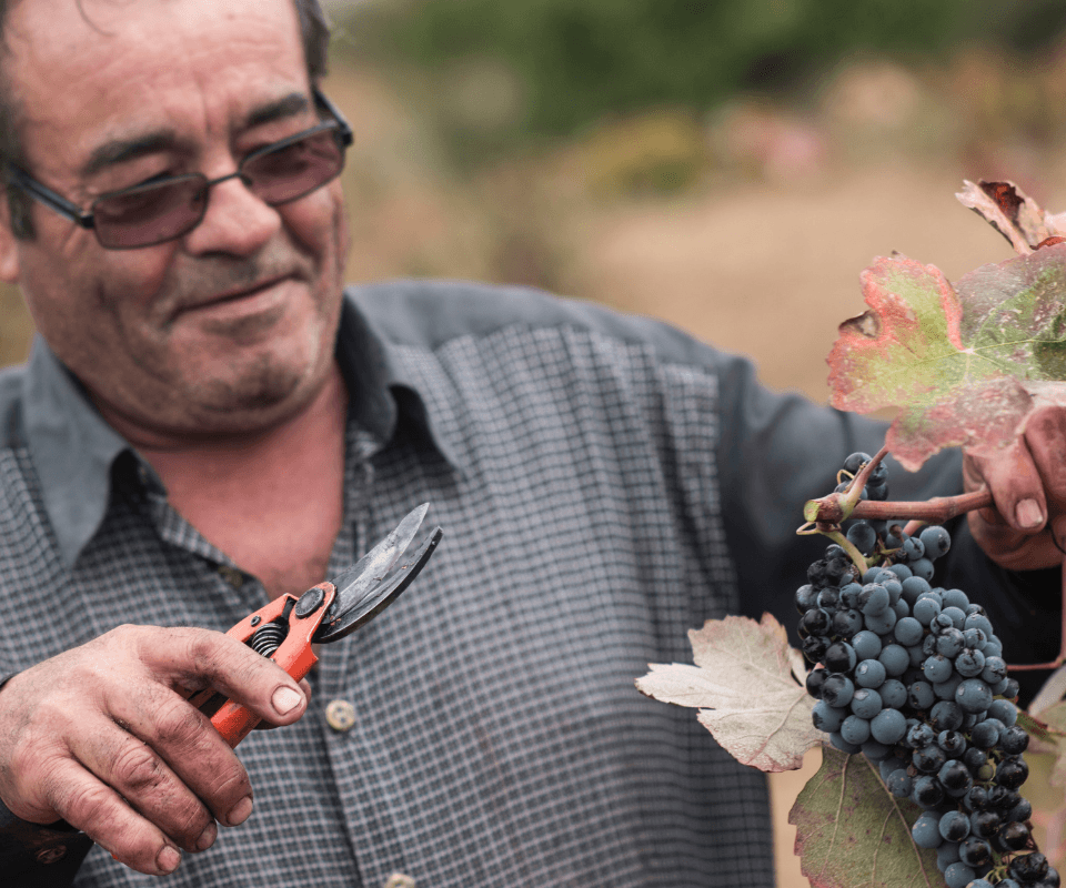Niet storen graag: ben druiven aan het oogsten