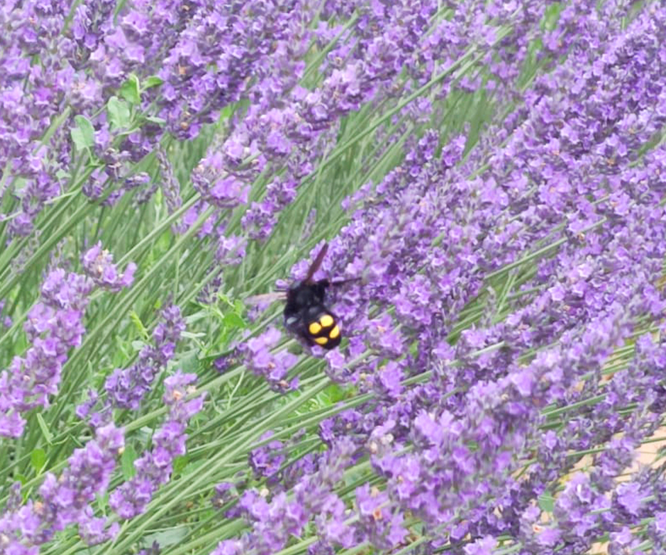 Ons lavendelveld trekt veel bijzonder leven aan