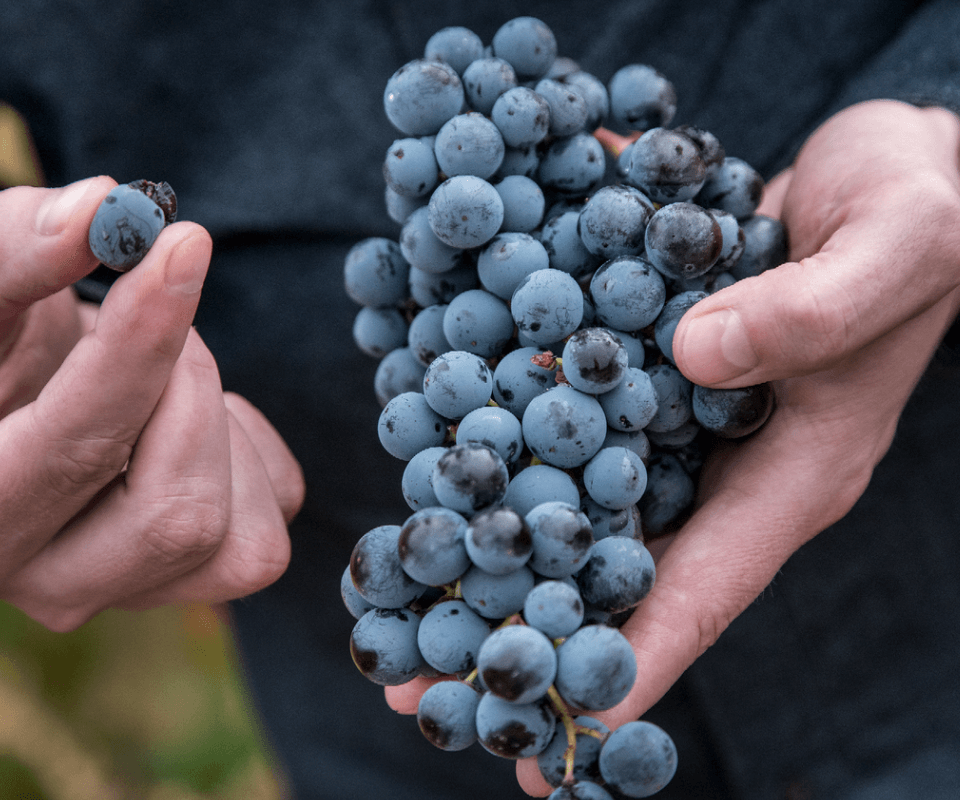 Aandacht voor vergeten druiven